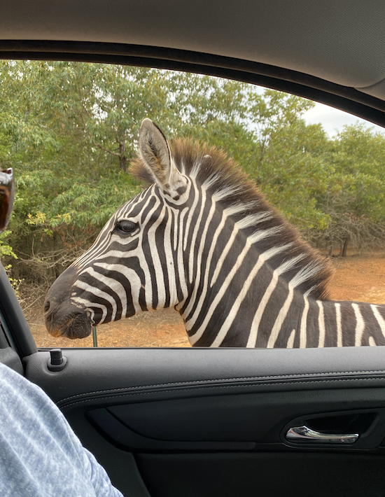 Rocky Ridge drive thru safari